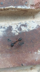 Camponotus etiolipes