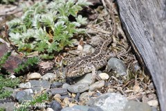 Liolaemus magellanicus