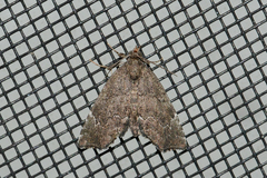 Cutina aluticolor