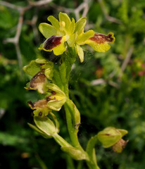 Ophrys lutea galilaea