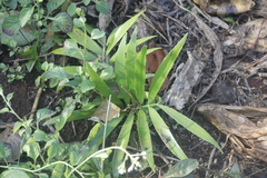 Zamia prasina