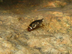 Platambus maculatus