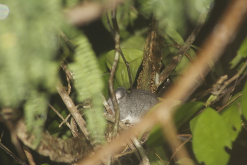 Big-eared Climbing Rat