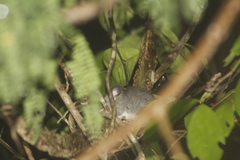 Ototylomys phyllotis