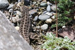 Liolaemus magellanicus