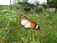 Sphingidae