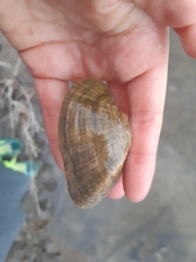 Alasmidonta marginata