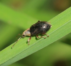 Phyllobius viridicollis
