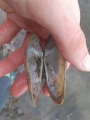 Alasmidonta marginata