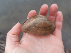 Alasmidonta marginata