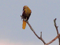 Psarocolius bifasciatus