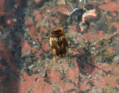 Nectoporus sanmarkii
