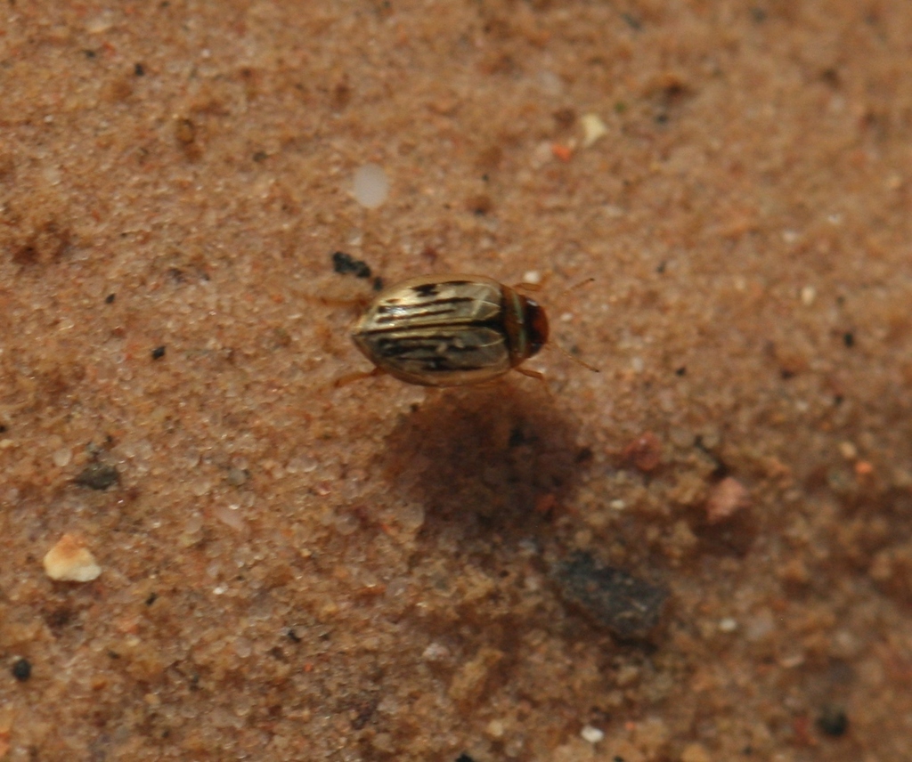 Hygrotus confluens