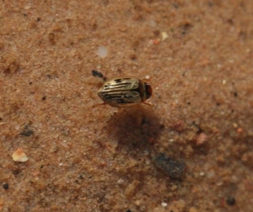 Hygrotus confluens