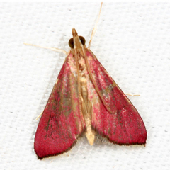 Pyrausta inornatalis