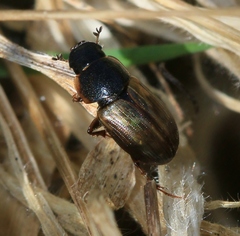 Melinopterus prodromus