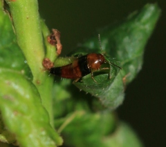Tachyporus obtusus