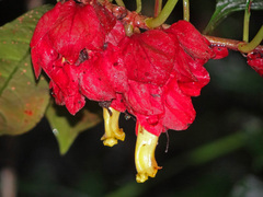 Drymonia coccinea