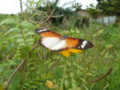 Sphingidae