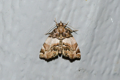 Cutina distincta
