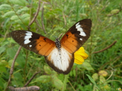 Sphingidae