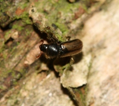 Trypodendron domesticum