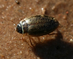 Agabus nebulosus