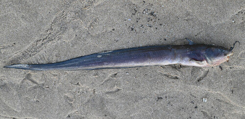 Elongate catfish (Euristhmus lepturus) — Plotosidae