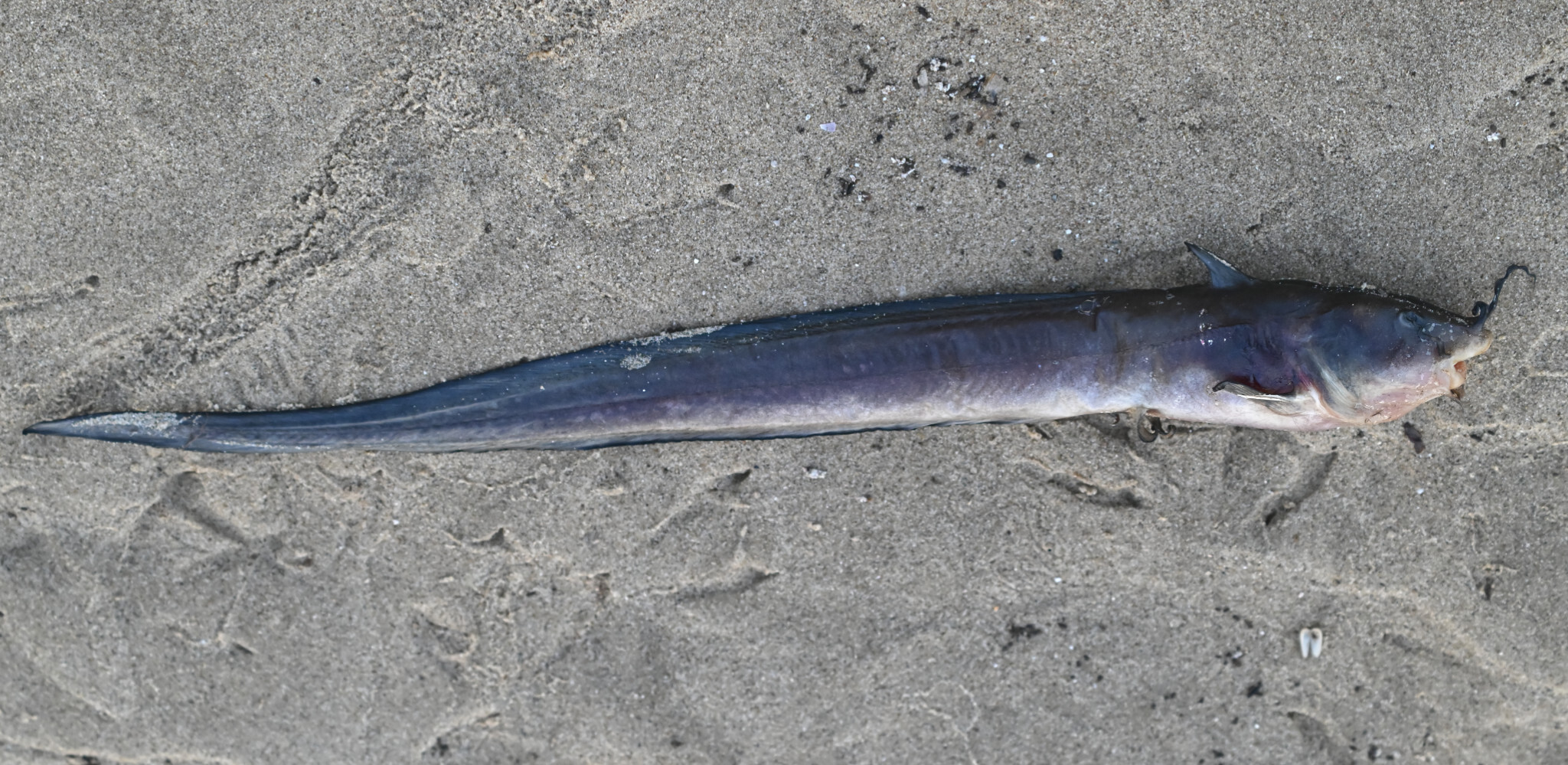 Longtailed Catfish photo 3