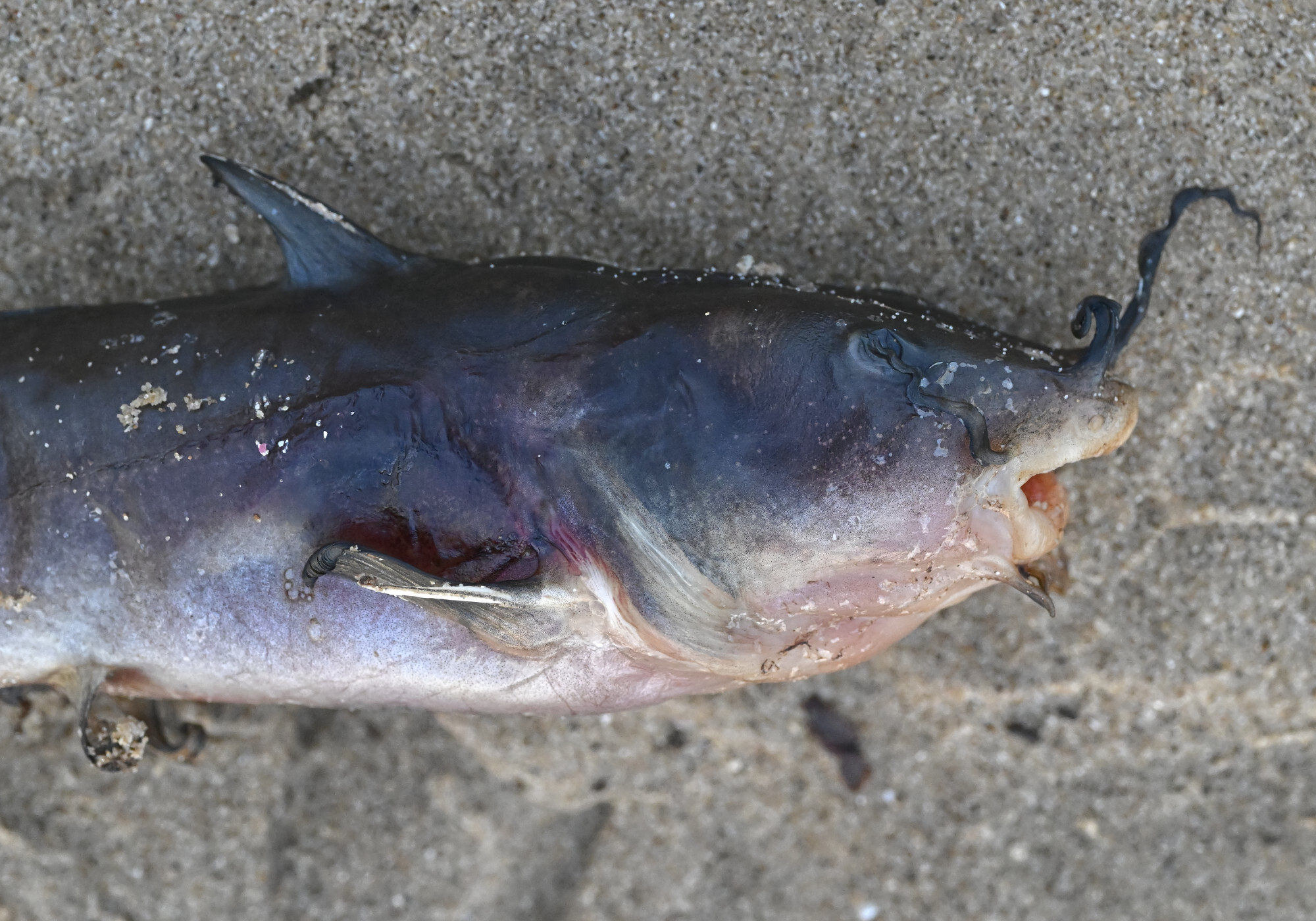 Longtailed Catfish photo 4
