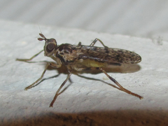 Boreothrinax maculipennis