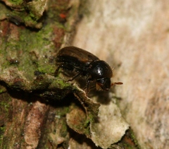 Trypodendron domesticum