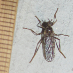 Boreothrinax maculipennis