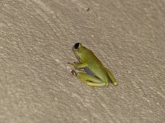 Hyperolius viridiflavus