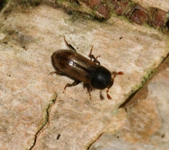 Trypodendron domesticum