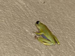 Hyperolius viridiflavus