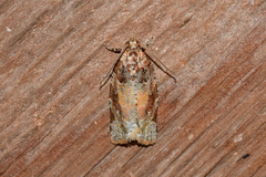 Argyrotaenia kimballi