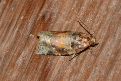 Argyrotaenia kimballi
