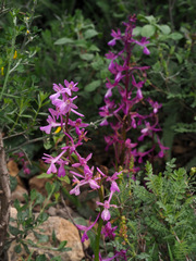 Orchis anatolica