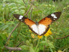 Sphingidae