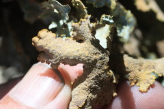 Yarrumia colensoi