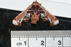 Eutelia pulcherrimus