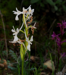 Orchis anatolica
