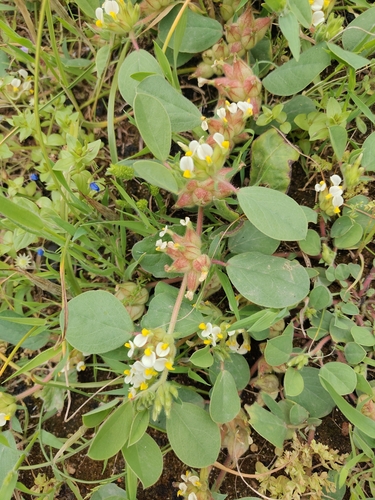 Bladder Vetch