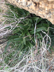 Dudleya saxosa
