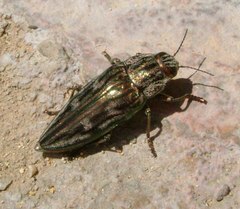 Chalcophora mariana massiliensis