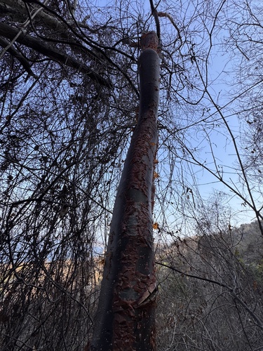 Palo mulato (Bursera simaruba)