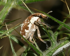 Larinus onopordi