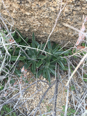 Dudleya saxosa