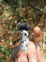 Hylophylax naevioides